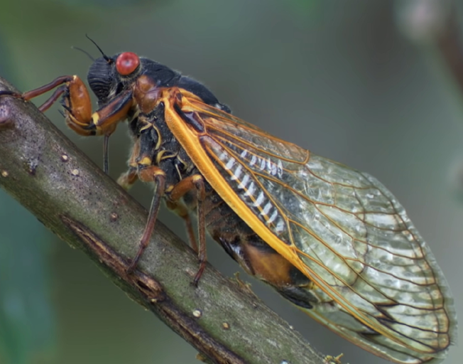 A Cicada